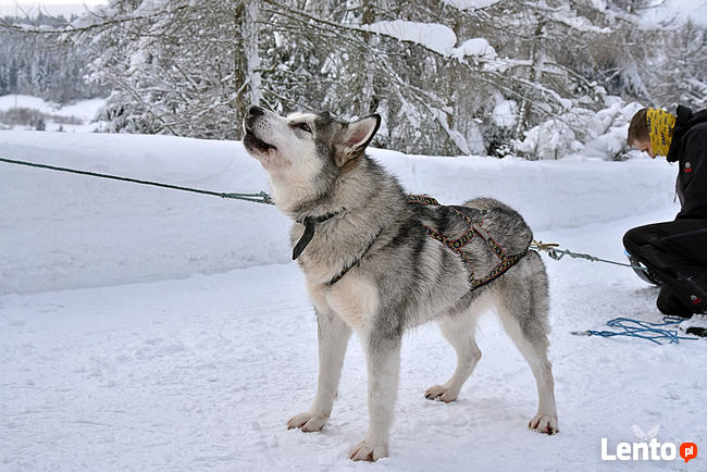 Psie zaprzęgi, atrakcja turystyczna, pomysł na prezent