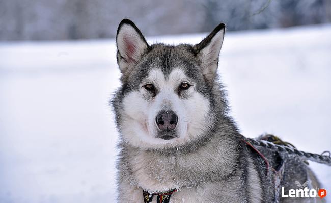 Psie zaprzęgi, atrakcja turystyczna, pomysł na prezent