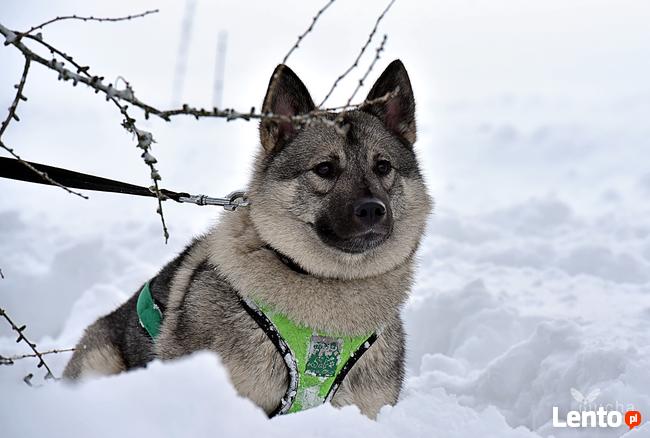 Psie zaprzęgi, atrakcja turystyczna, pomysł na prezent