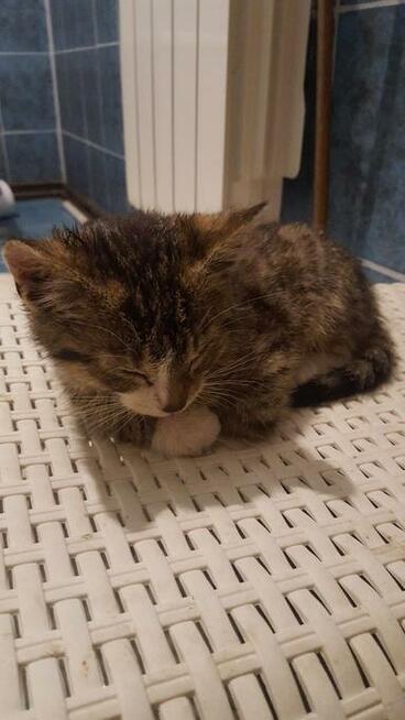 Znaleziono kociaka , przystanek w Braciejówce