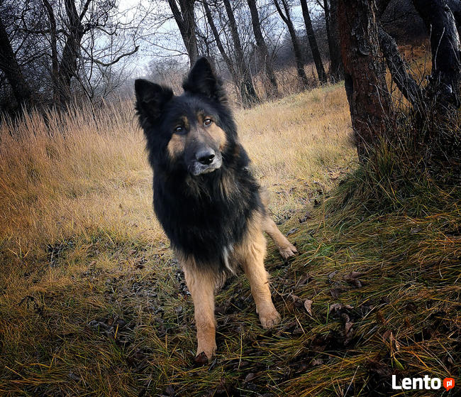 Owczarek niemiecki długowłosy, 3 lata, WILCZUR do adopcji.