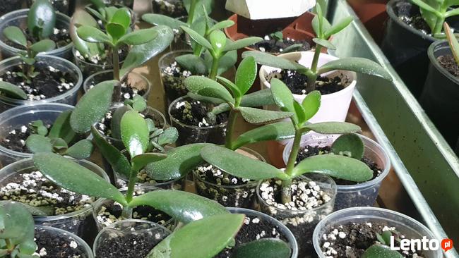 Crassula Ovata