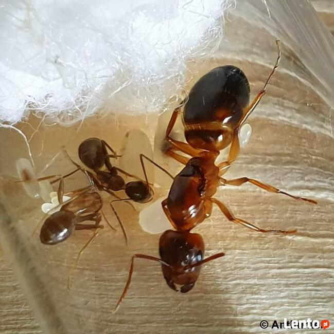 Mrówki Camponotus monju + 2-3 robotnice i potomstwo