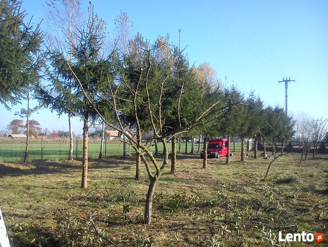 Przycinanie Drzew Owocowych oraz Krzewów