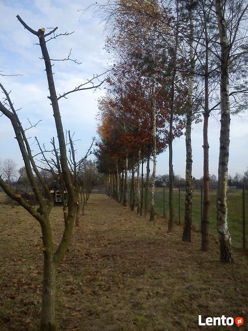 Przycinanie Drzew Owocowych oraz Krzewów