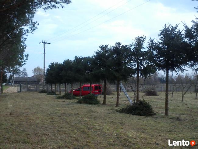 Przycinanie Drzew Owocowych oraz Krzewów