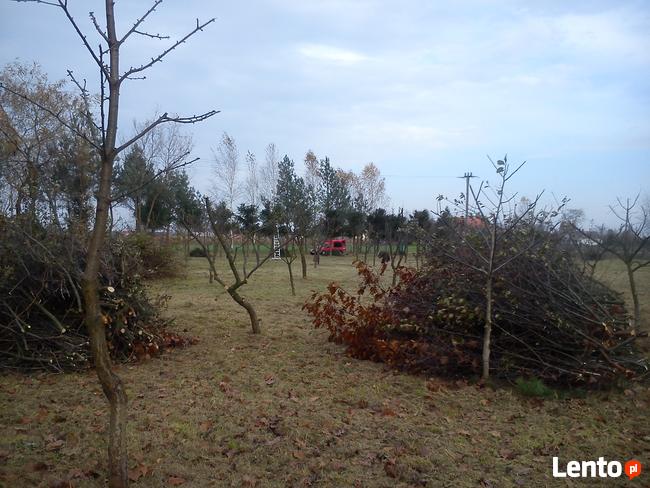 Przycinanie Drzew Owocowych oraz Krzewów