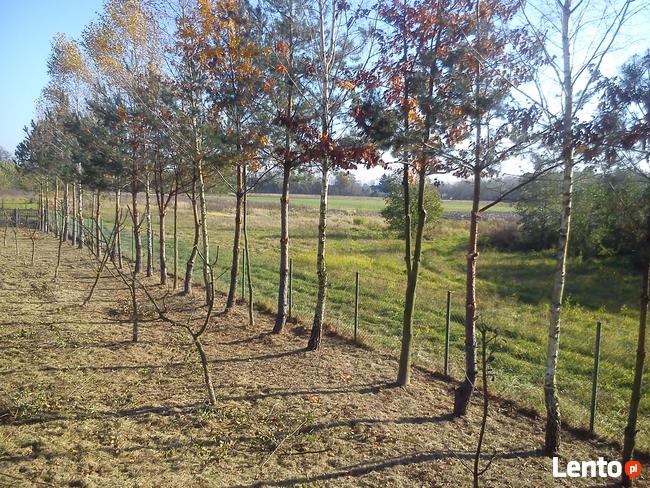 Przycinanie Drzew Owocowych oraz Krzewów