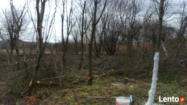 Przycinanie Drzew Owocowych oraz Krzewów