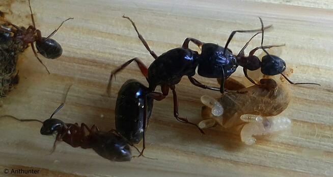 Mrówki Camponotus ligniperda + 4-5 robotnic