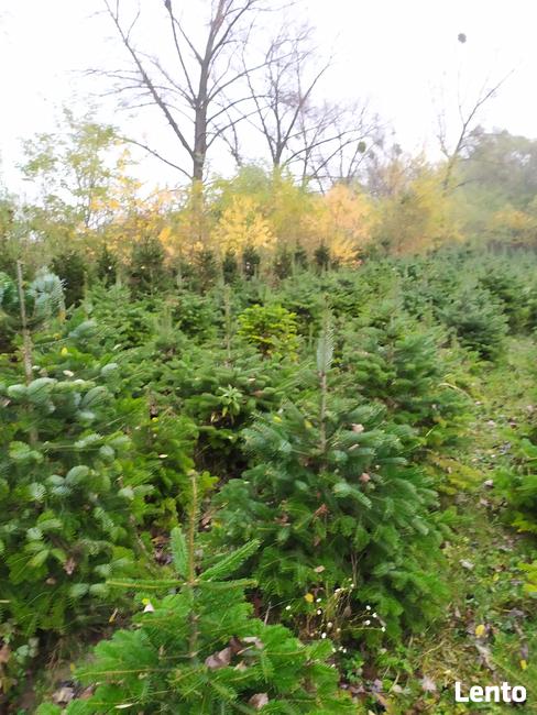 ŻYWE CHOINKI CIĘTE I DONICA