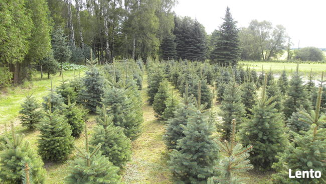 Choinki. Świerk srebrny formowany, 1.0 - 1.8 m.