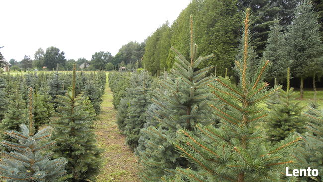Choinki. Świerk srebrny formowany, 1.0 - 1.8 m.