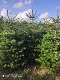 ŻYWE CHOINKI CIĘTE I DONICA