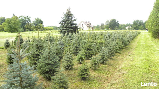Choinki. Świerk srebrny formowany, 1.0 - 1.8 m.
