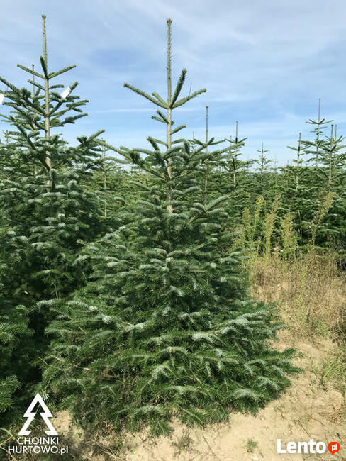 Choinka Leszno Jodła Kaukaska Największy wybór Świeże!