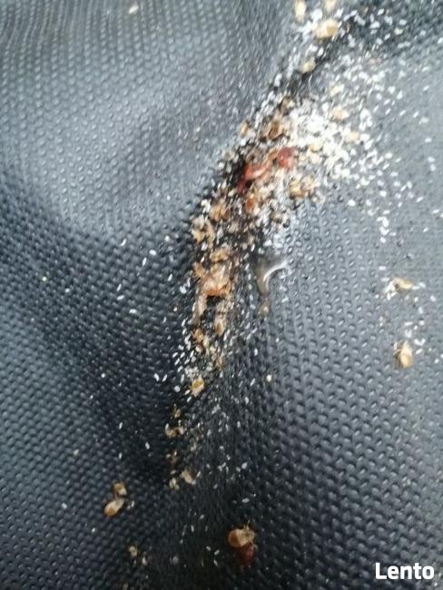 Usuwanie pluskwy pluskiew odpluskwianie dezynsekcja Łódź