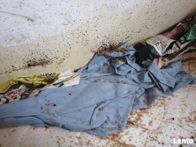 Usuwanie pluskwy pluskiew odpluskwianie dezynsekcja Łódź