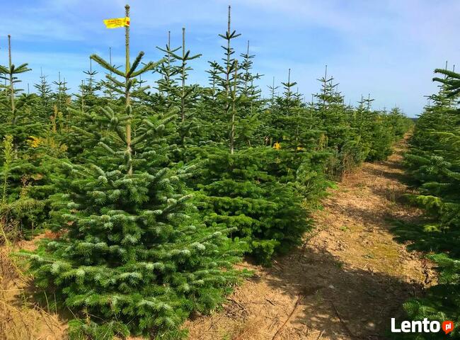 Choinka Leszno Jodła Kaukaska Największy wybór Świeże!