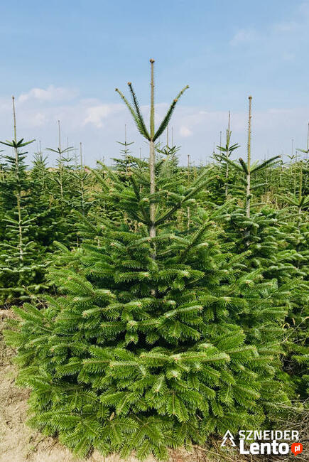 Choinka Leszno Jodła Kaukaska Największy wybór Świeże!