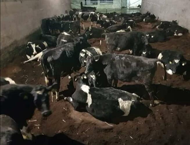 Ściółka dla BYDŁA-EKOLOGICZNA. Dostawa w cenie cała POLSKA