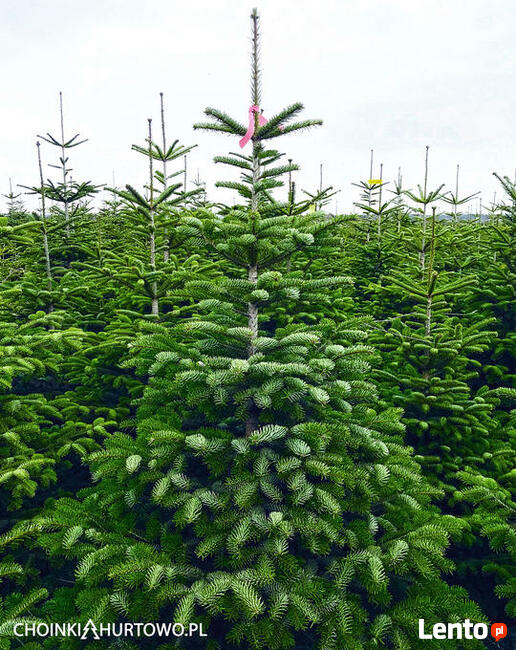 Choinka Leszno Jodła Kaukaska Największy wybór Świeże!