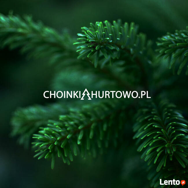 Choinka Leszno Jodła Kaukaska Największy wybór Świeże!