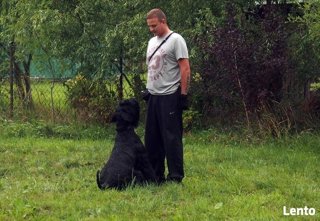 Szkolenie psów. Behawiorysta - konsultacje