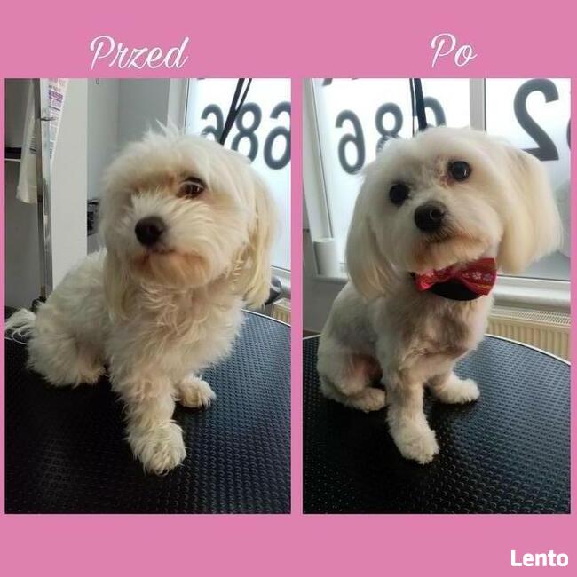 Psi fryzjer Reksio Zielona Góra