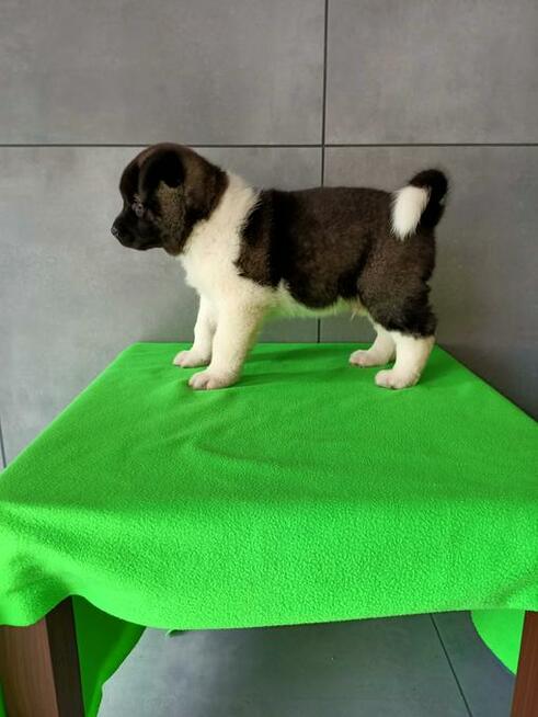 Akita amerykańska FCI