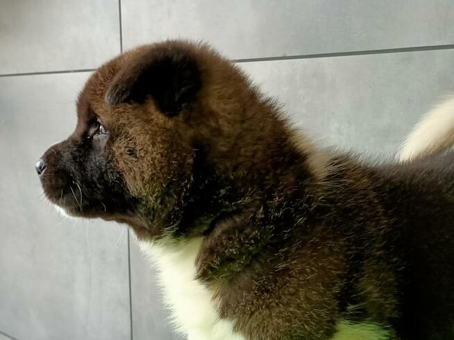 Akita amerykańska FCI