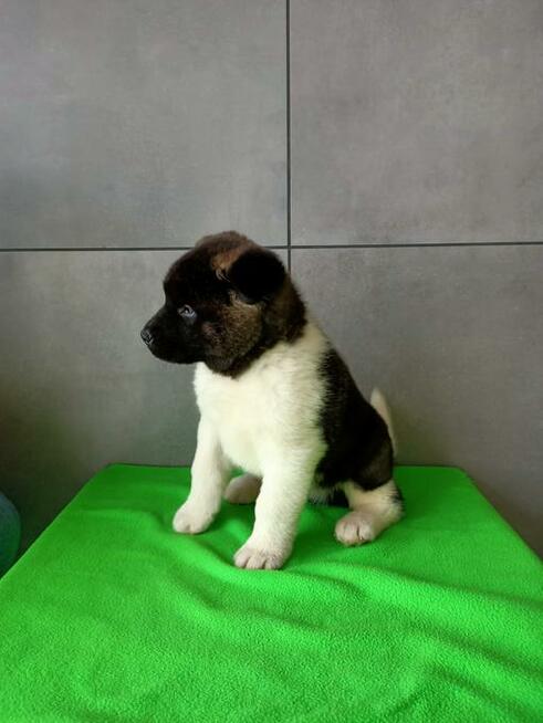 Akita amerykańska FCI