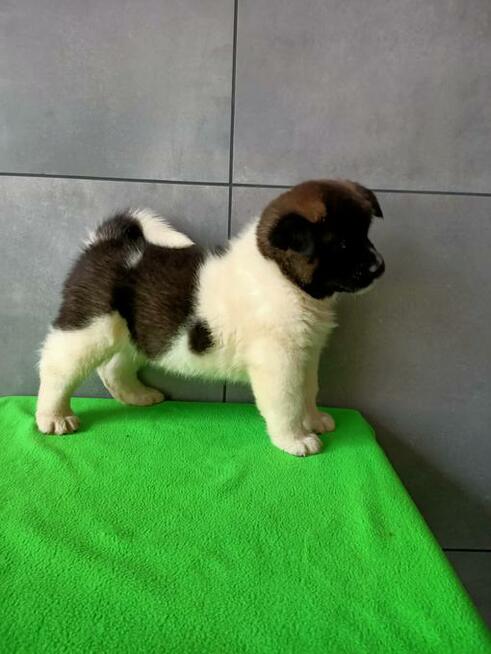 Akita amerykańska FCI