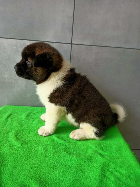 Akita amerykańska FCI