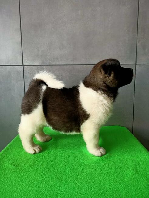 Akita amerykańska FCI