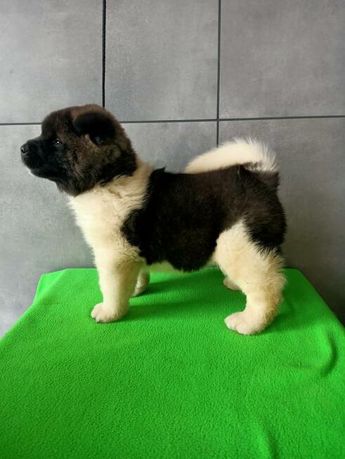 Akita amerykańska FCI