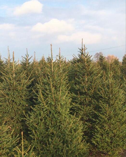 Choinki zielone i srebrne