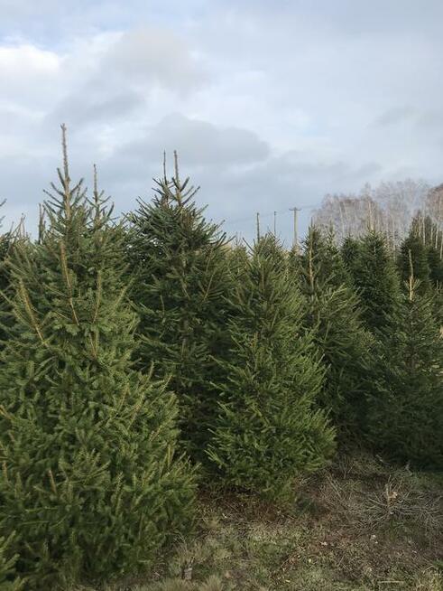 Choinki zielone i srebrne