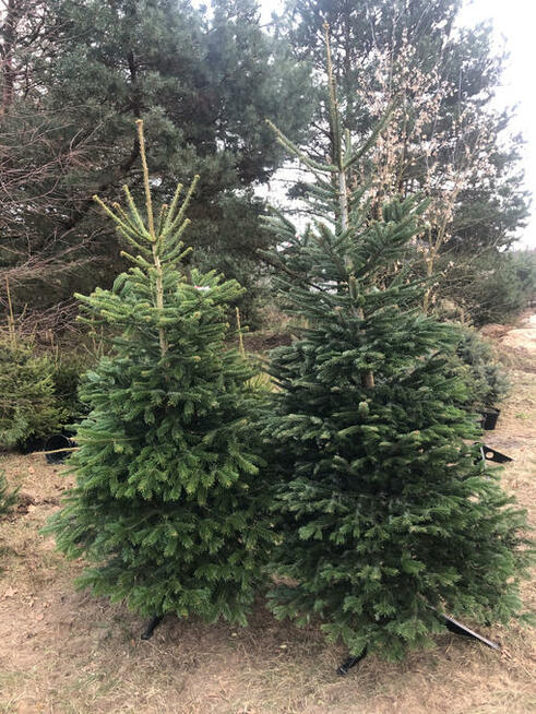 Choinki zielone i srebrne