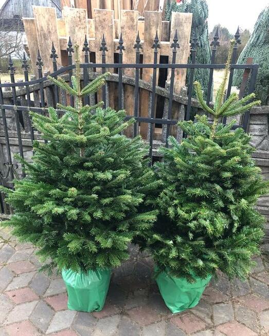 Choinki zielone i srebrne