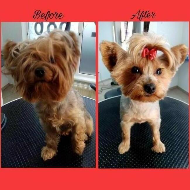 Psi fryzjer Reksio Zielona Góra