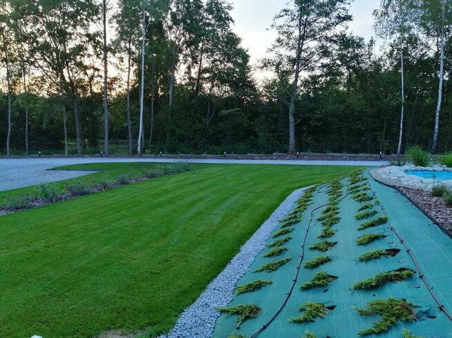 Trawniki z rolki dystrybucja oraz montaż, kompleksowo.