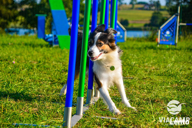 Obozy letnie dla dzieci i młodzieży 2026 - ViaCamp.pl