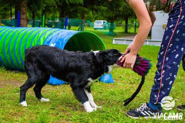 Obóz z Psem „Cztery Łapki” - Obozy Młodzieżowe ViaCamp 2025