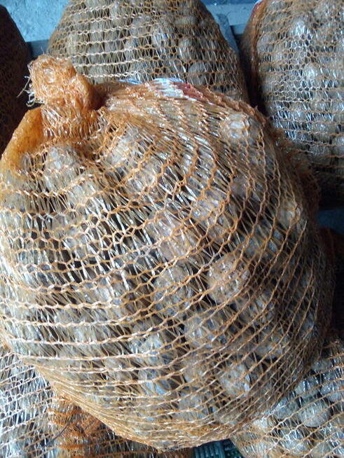 Sprzedam orzechy włoskie tegoroczne suche