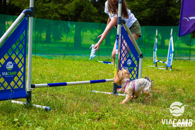 Obóz z Psem „Cztery Łapki” - Obozy Młodzieżowe ViaCamp 2026