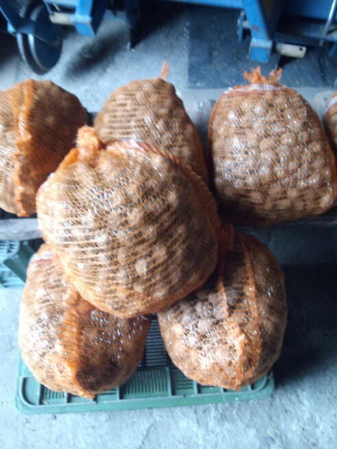 Sprzedam orzechy włoskie tegoroczne suche