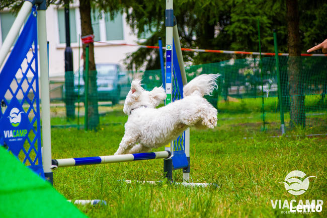 Obóz z Psem „Cztery Łapki” - Obozy Młodzieżowe ViaCamp 2026