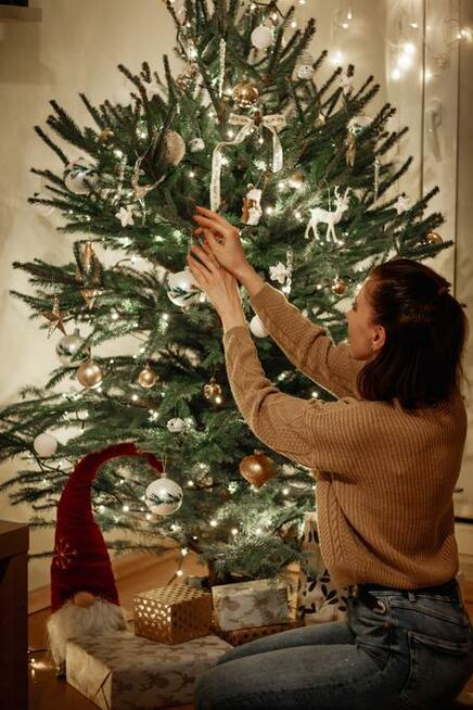 Choinki z rodzinnej plantacji / Formowane / Dostawa / Świerk