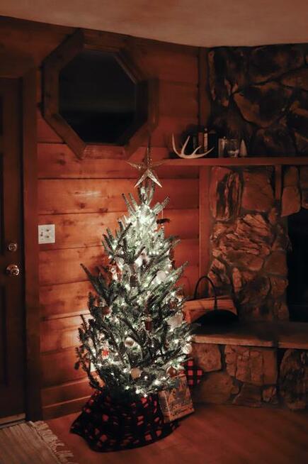 Choinki z rodzinnej plantacji / Formowane / Dostawa / Świerk